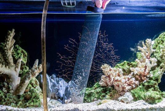 Image showcasing How to Change Fish Tank Water? Aquarium Water Change Frequency | 𝙩🐠𝙃