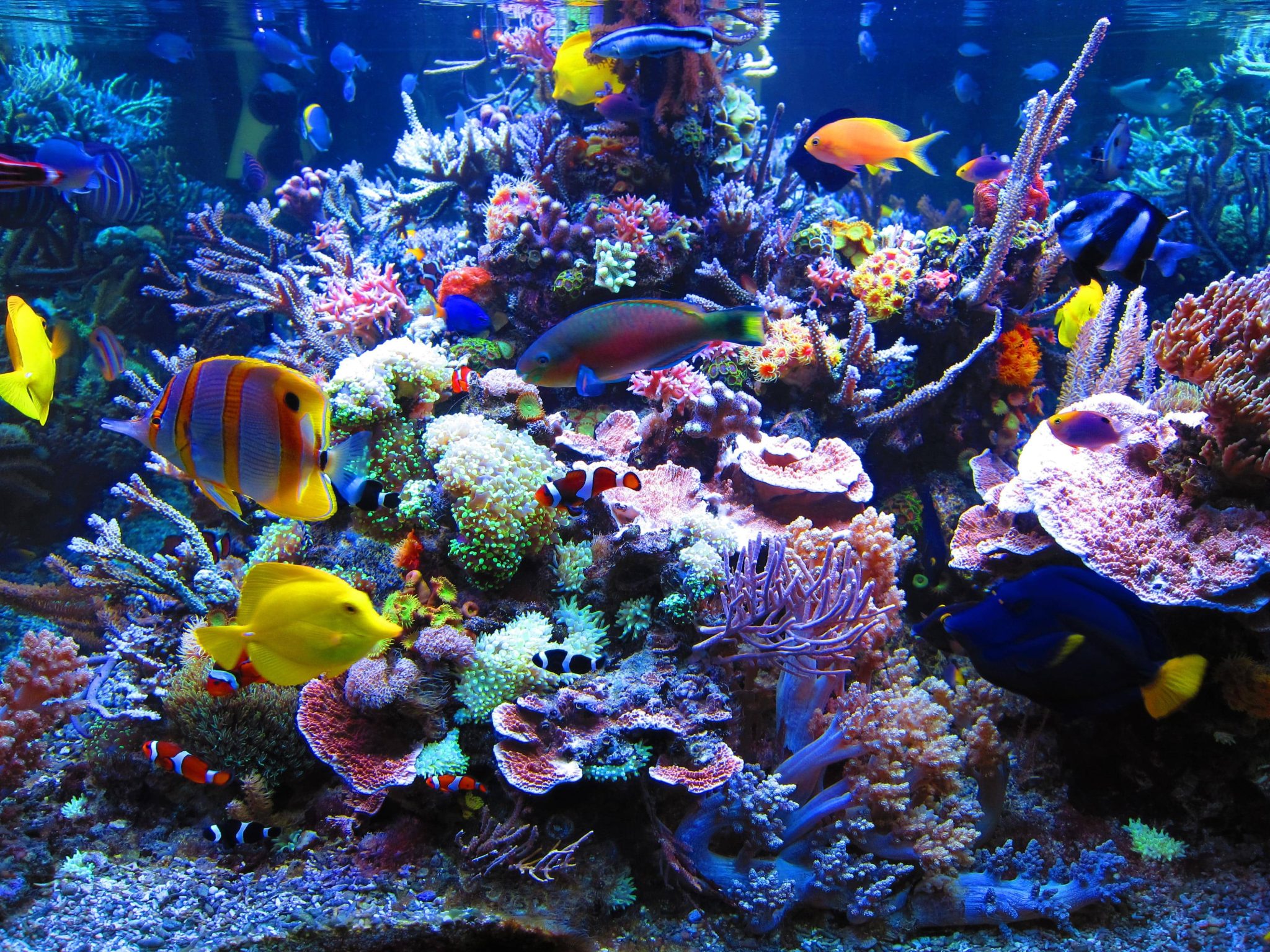 Easy Maintenance Saltwater Aquarium preview